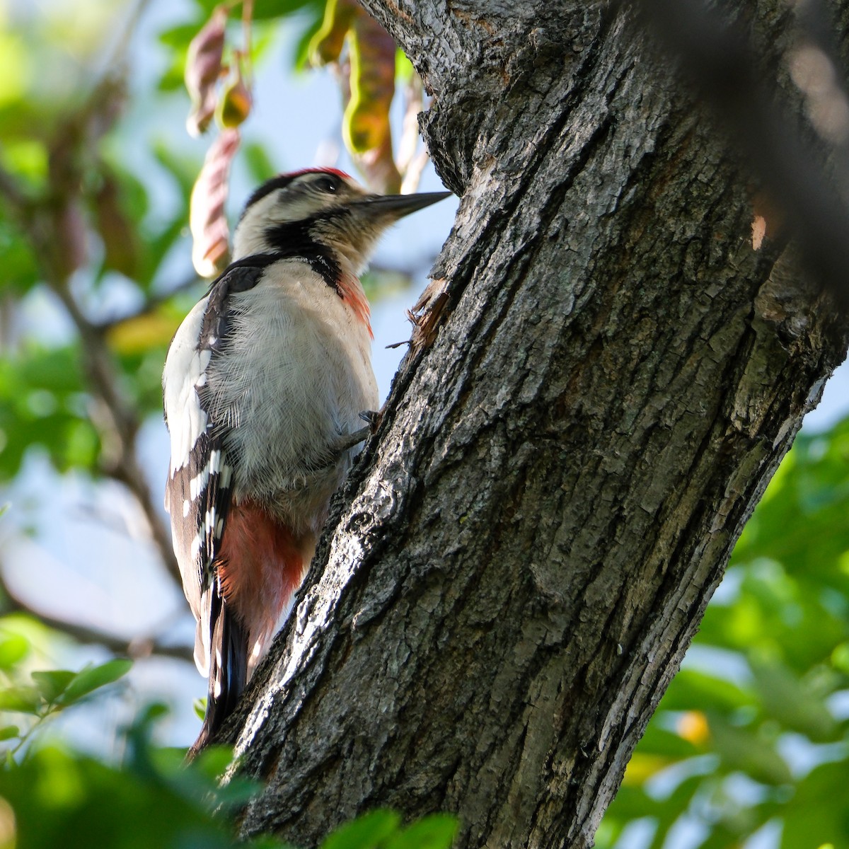 Syrian Woodpecker - ML620779796