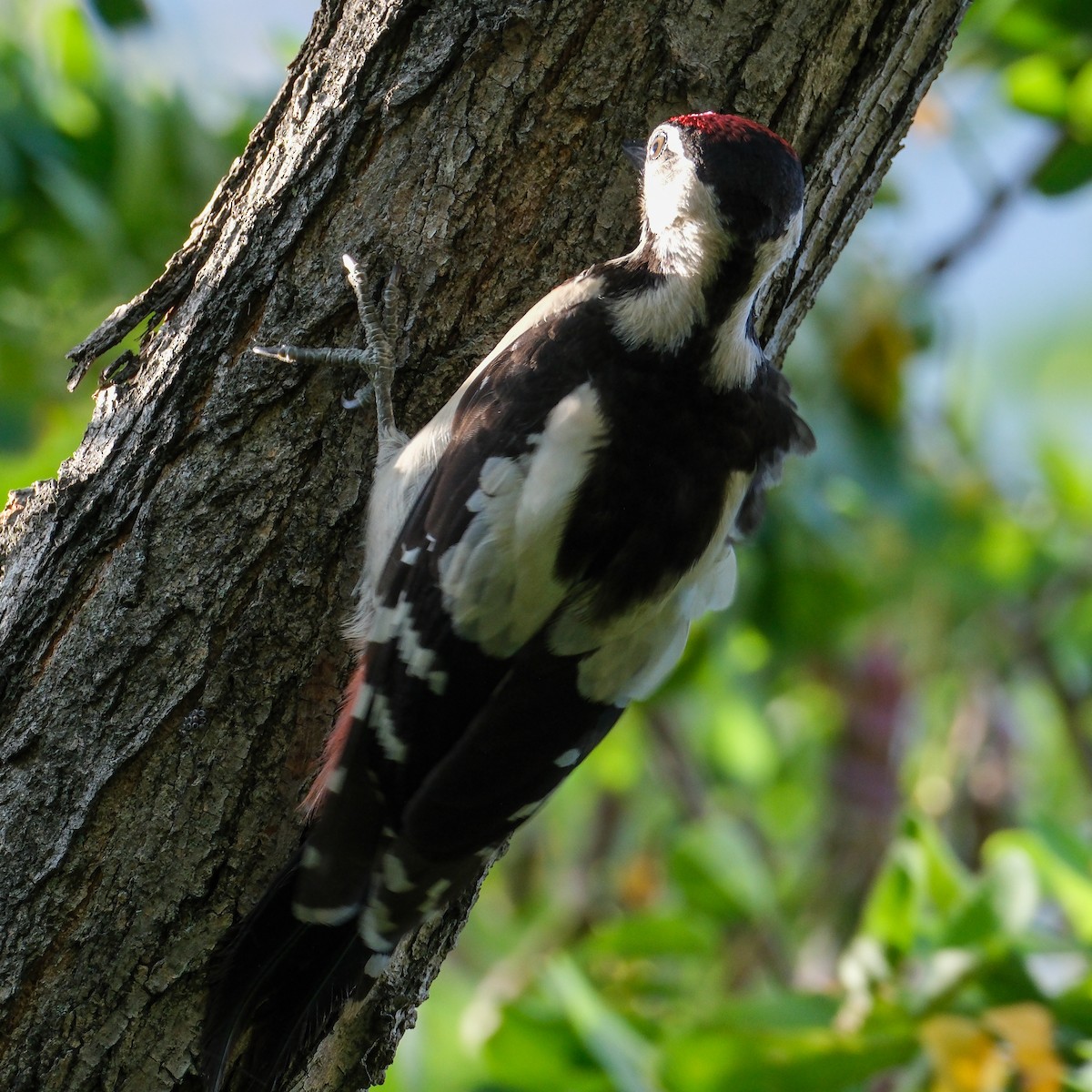 Syrian Woodpecker - ML620779797