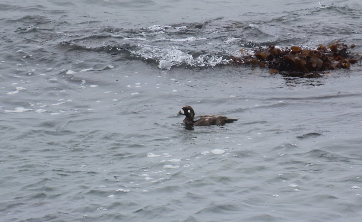 Harlequin Duck - ML620779798