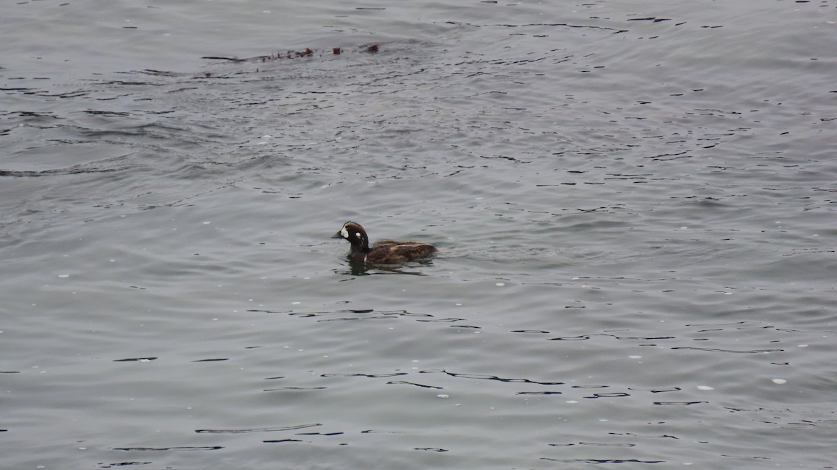 Harlequin Duck - ML620779799