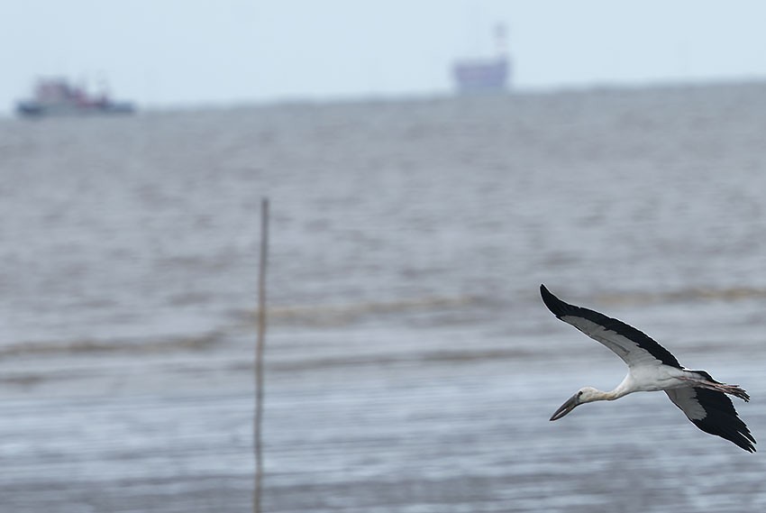 Asian Openbill - ML620779800