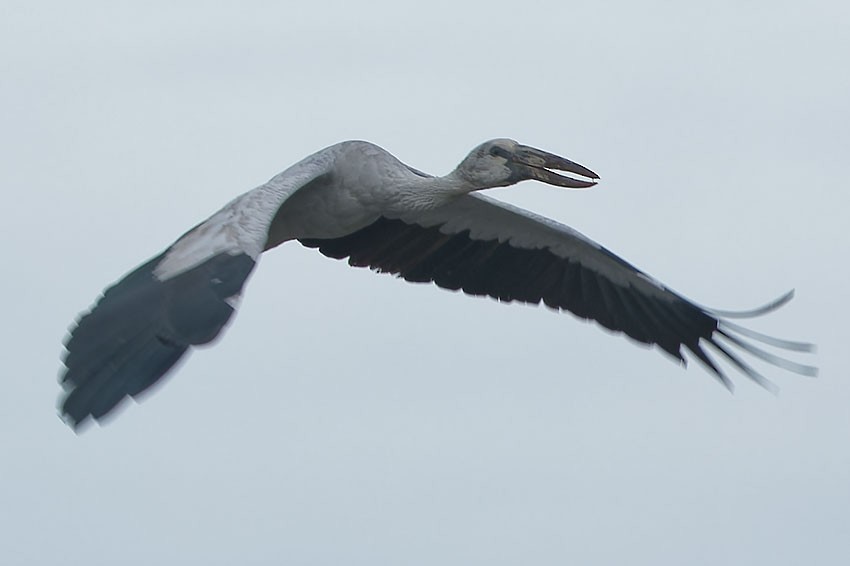 Asian Openbill - ML620779801