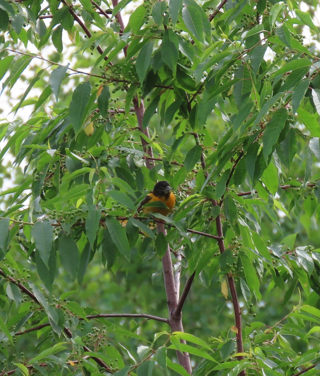 Oriole de Baltimore - ML620779809