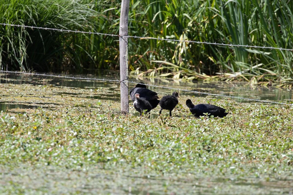 Eurasian Coot - ML620779810