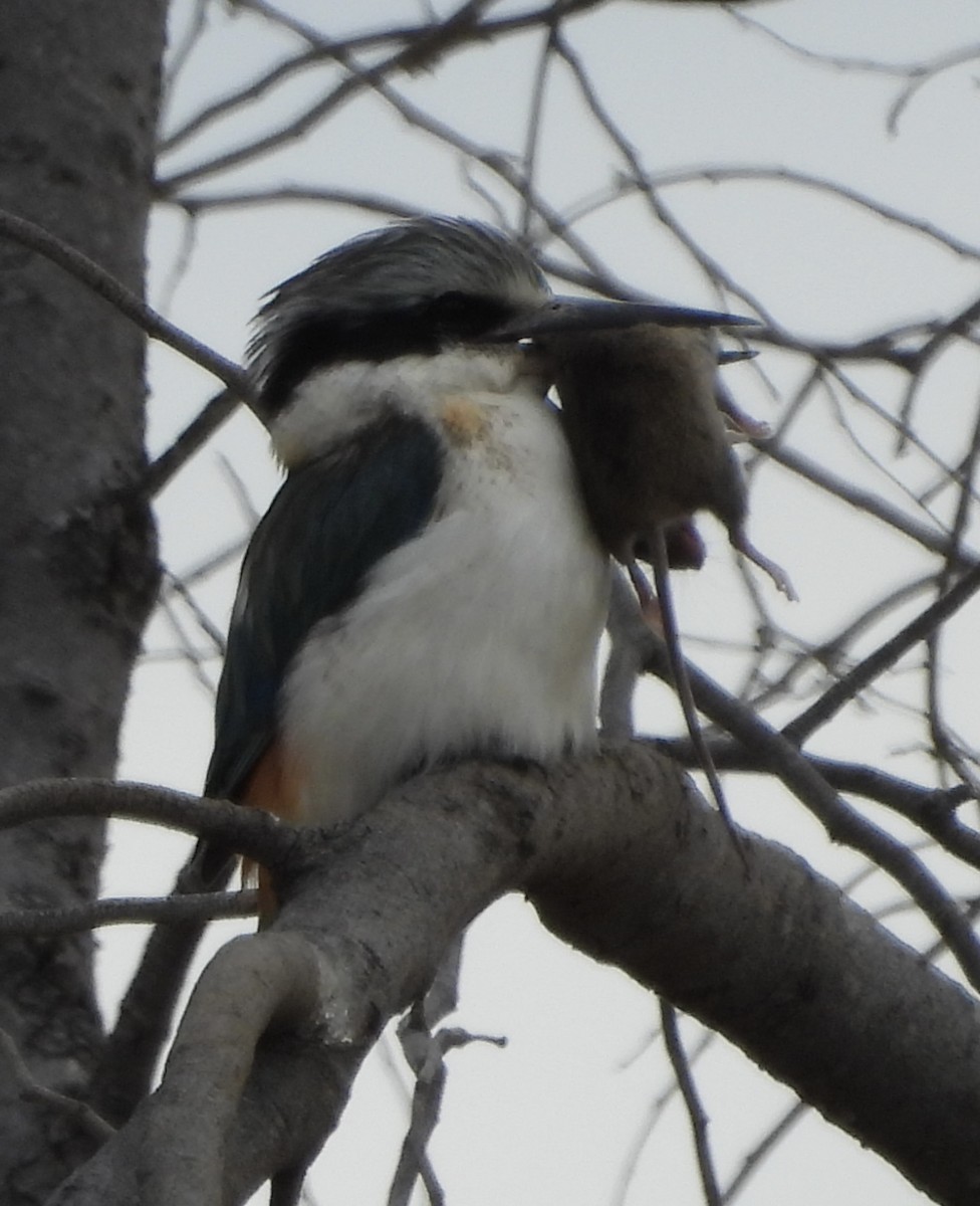 Red-backed Kingfisher - ML620779814