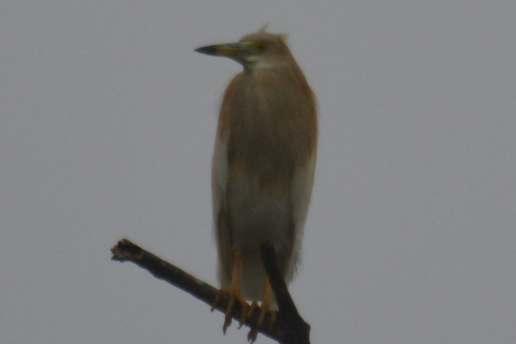 Indian Pond-Heron - ML620779819