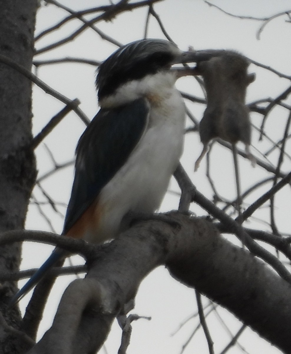 Red-backed Kingfisher - ML620779820