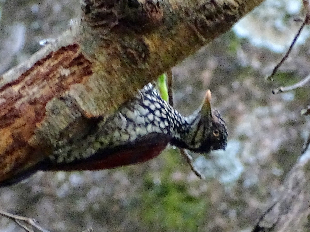 Crimson-backed Flameback - ML620779828