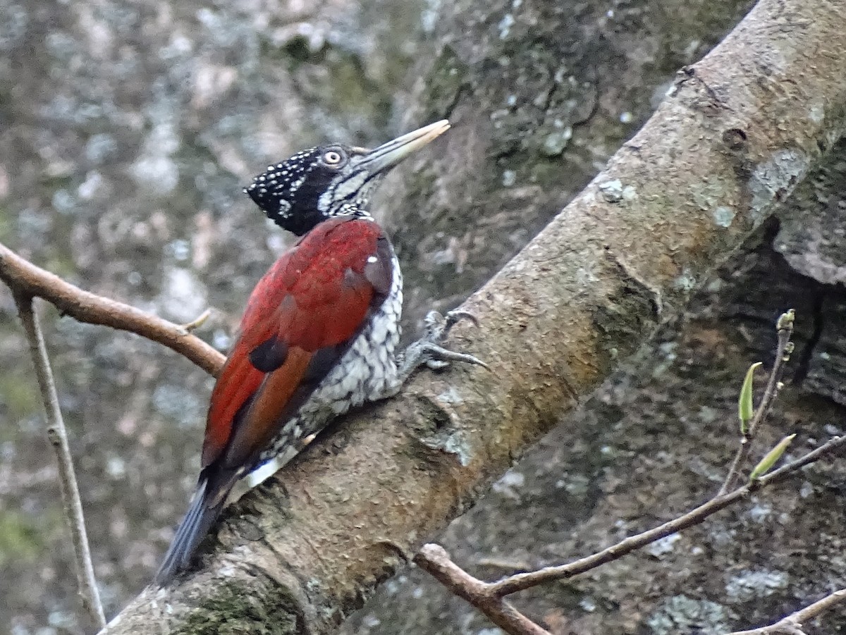 Crimson-backed Flameback - ML620779831