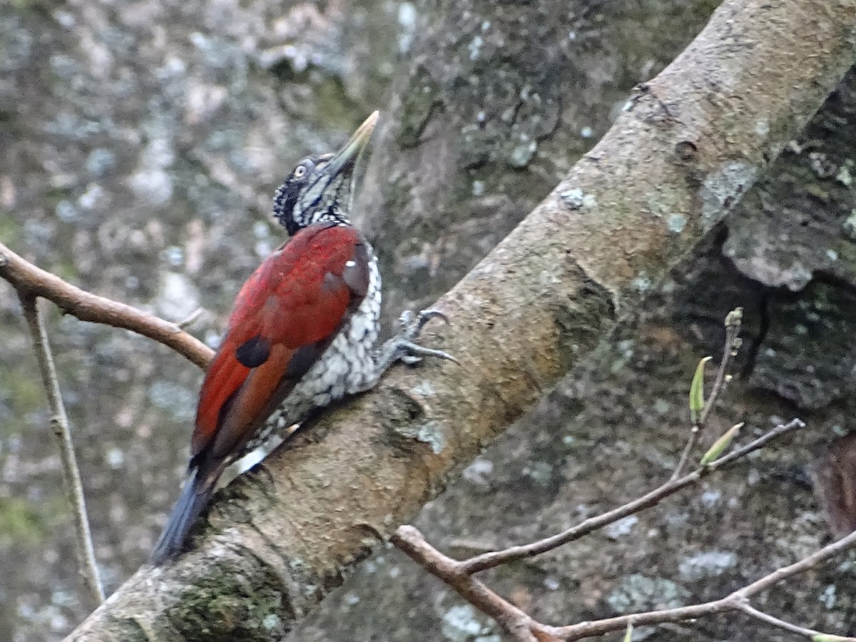 Crimson-backed Flameback - ML620779835