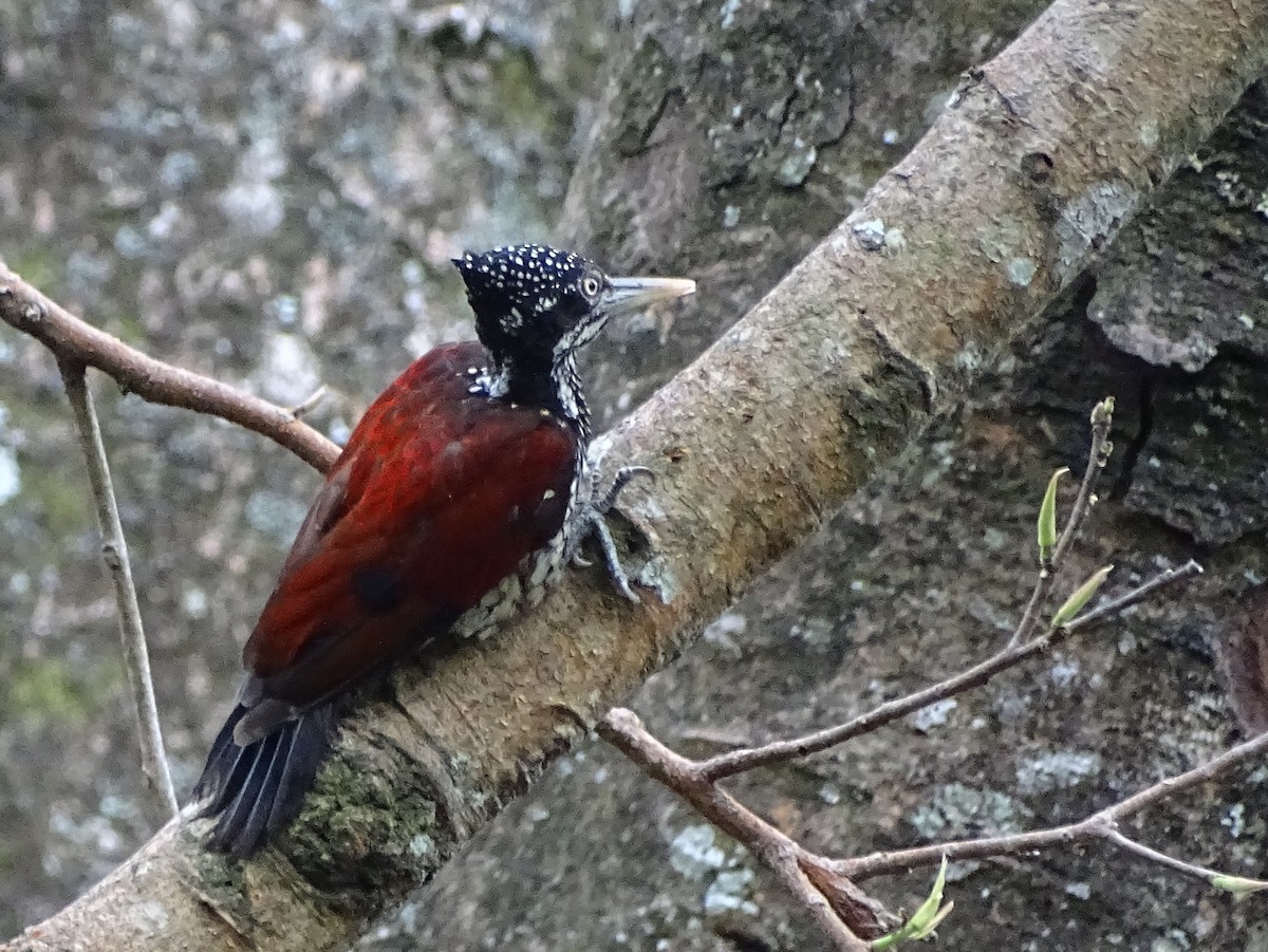 Crimson-backed Flameback - ML620779837