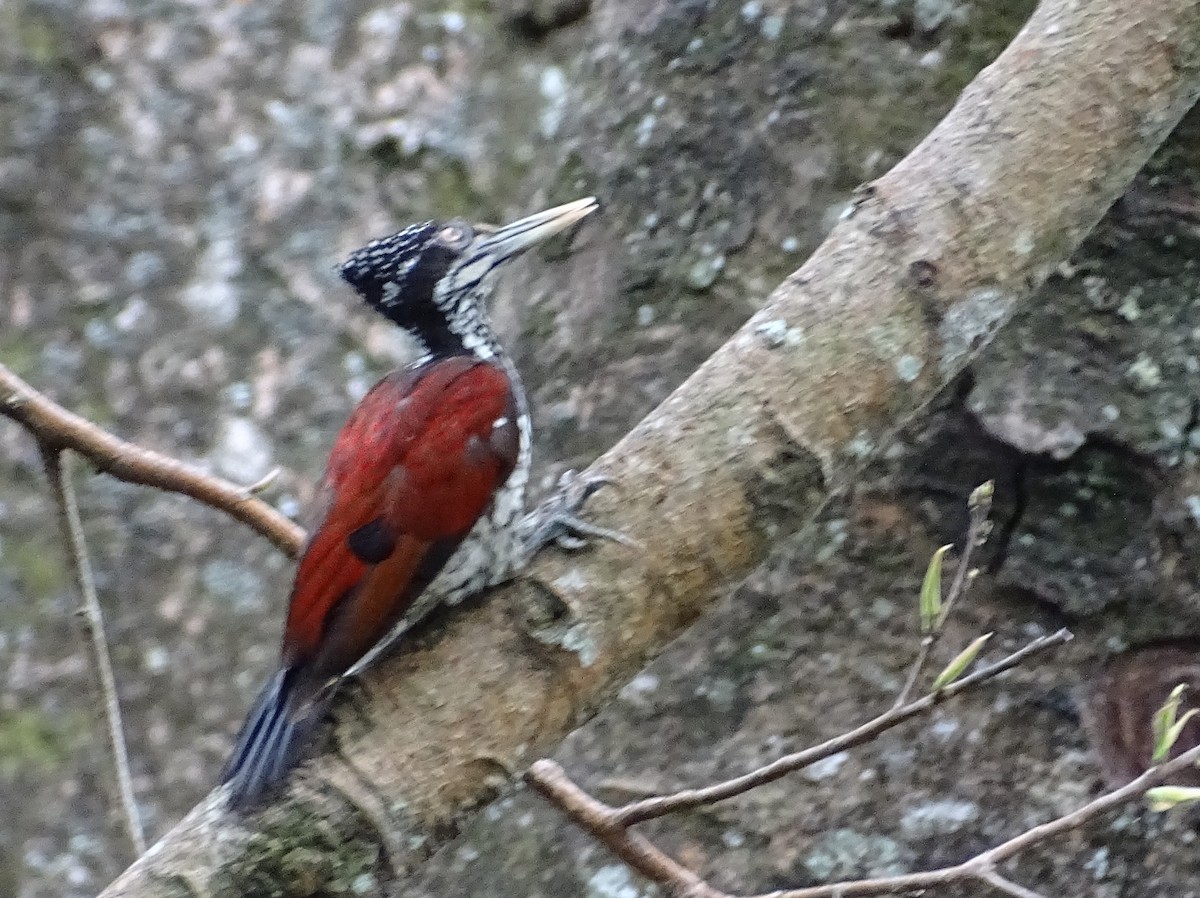 Crimson-backed Flameback - Sri Srikumar