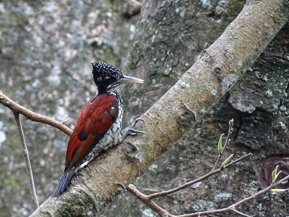 Crimson-backed Flameback - ML620779840