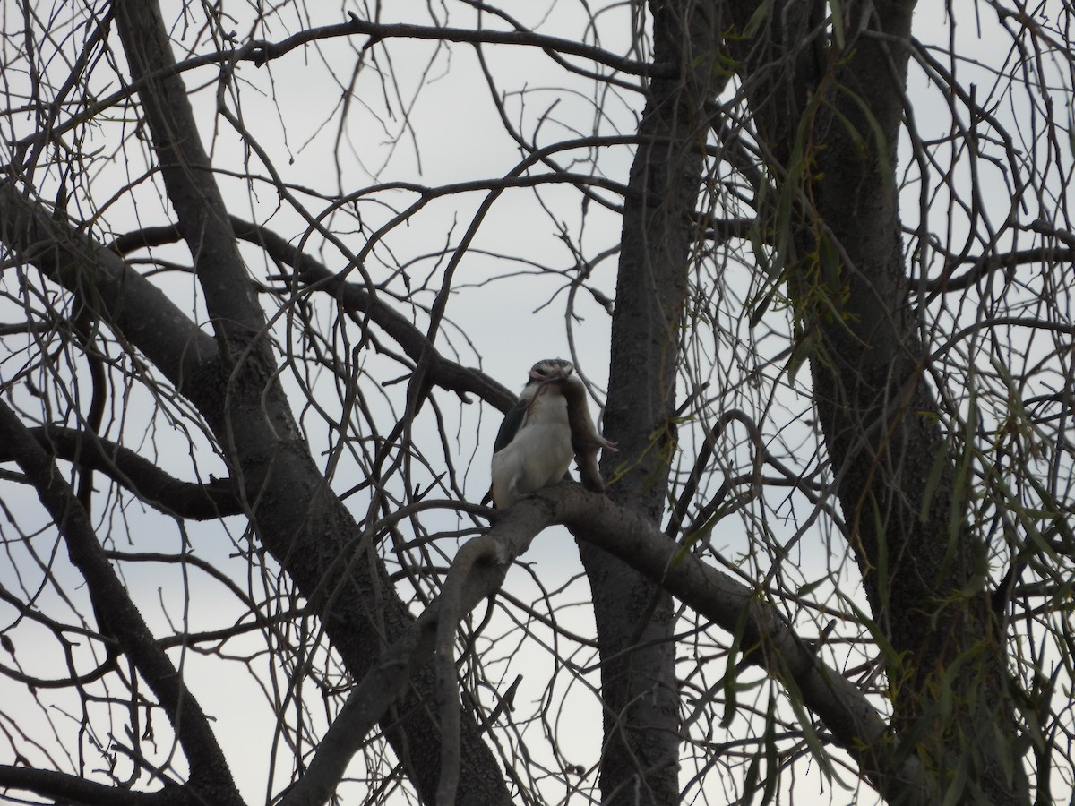 Red-backed Kingfisher - ML620779843