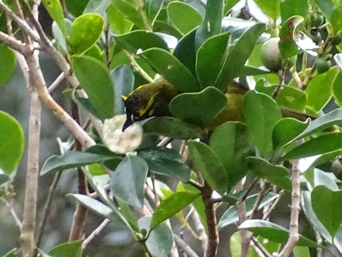 Yellow-eared Bulbul - ML620779844