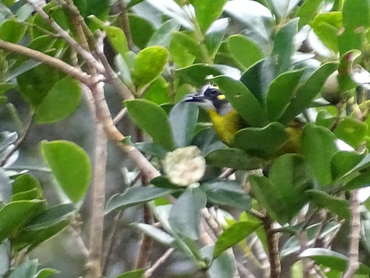 Yellow-eared Bulbul - ML620779845