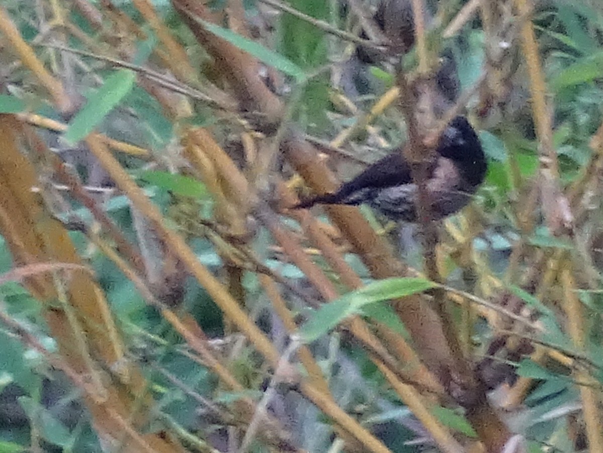 Black-throated Munia - ML620779849