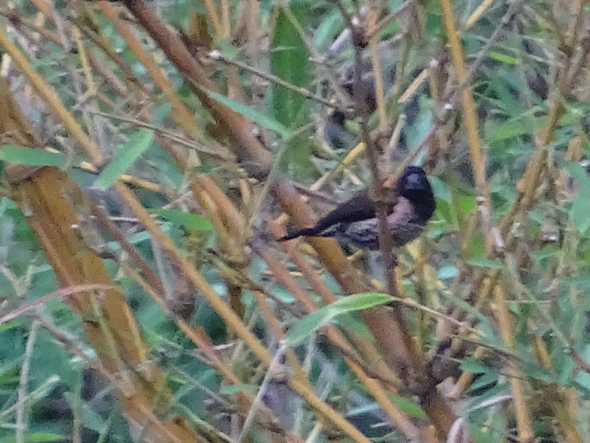 Black-throated Munia - ML620779850