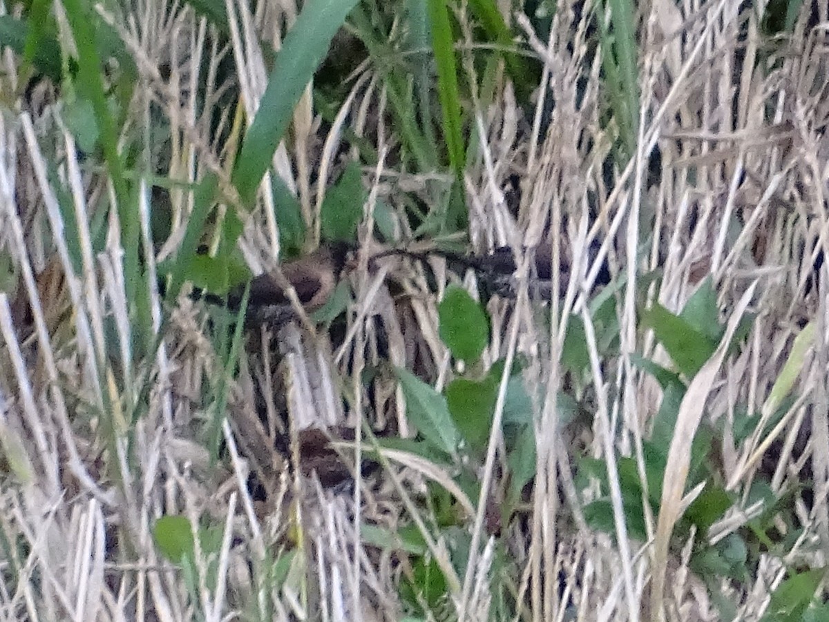 Black-throated Munia - ML620779851