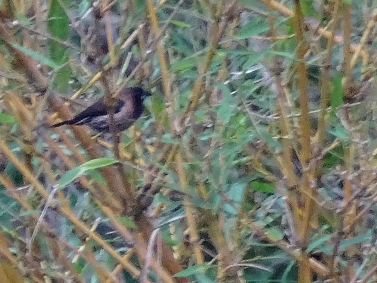 Black-throated Munia - ML620779853