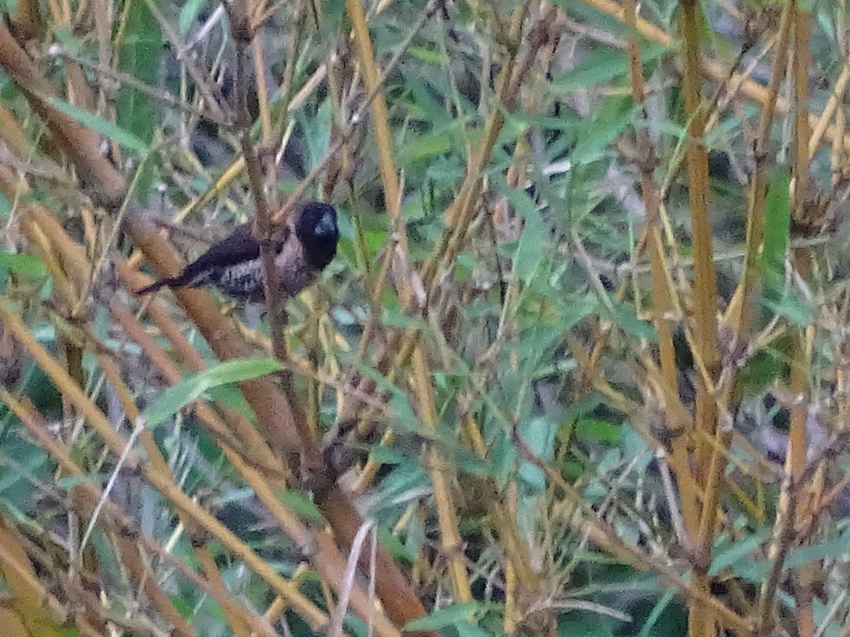 Black-throated Munia - ML620779854