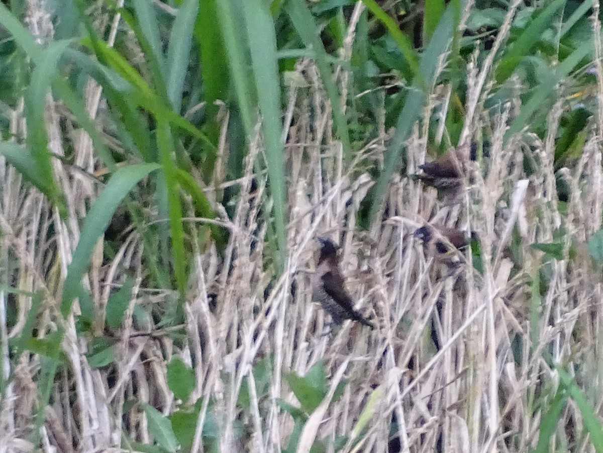 Black-throated Munia - ML620779856