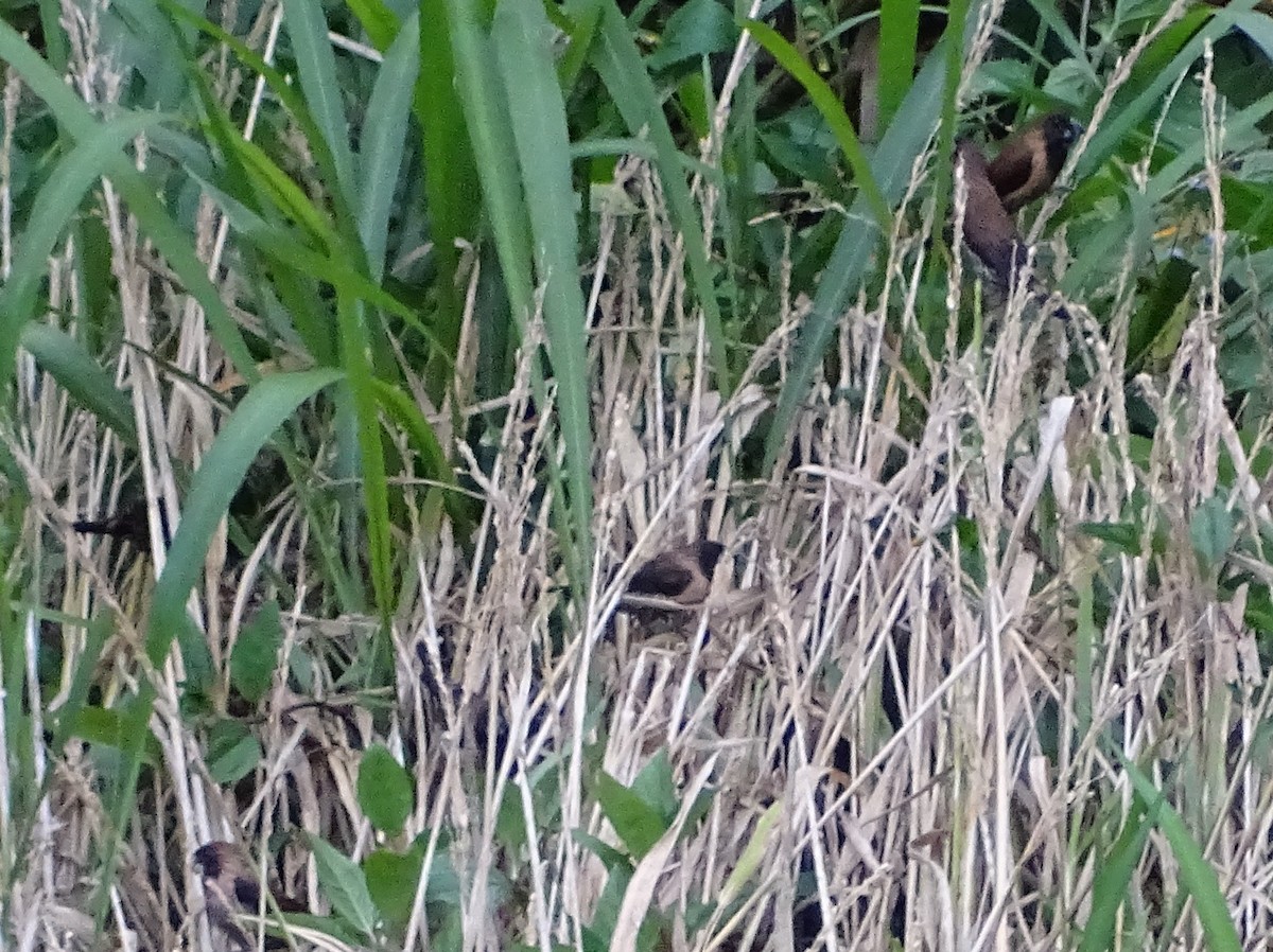 Black-throated Munia - ML620779860