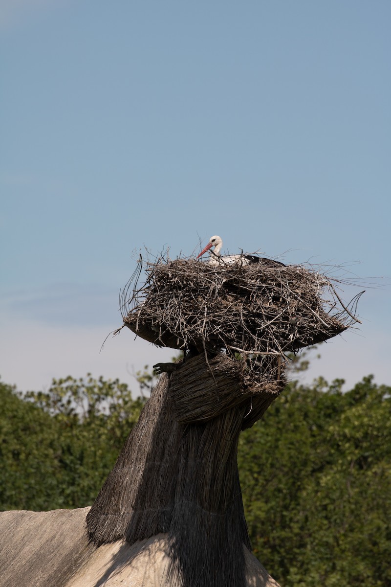 White Stork - ML620779862