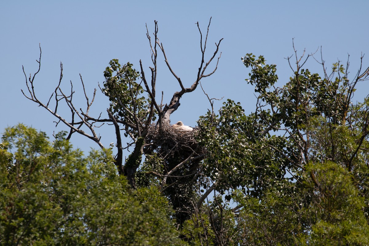 White Stork - ML620779863