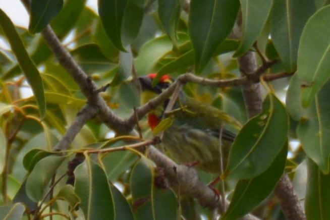 Coppersmith Barbet - ML620779867