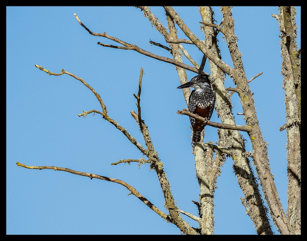 Giant Kingfisher - ML620779868