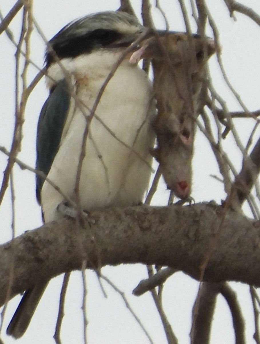 Red-backed Kingfisher - ML620779873