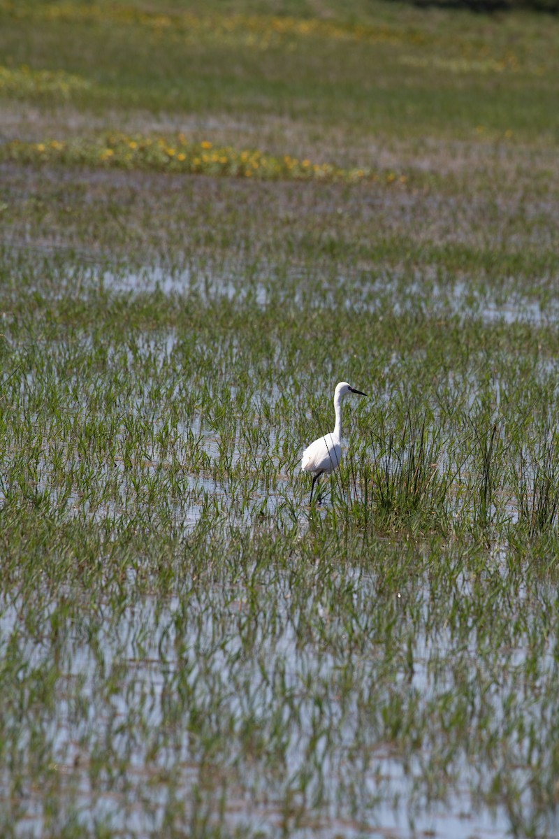 Little Egret - ML620779877