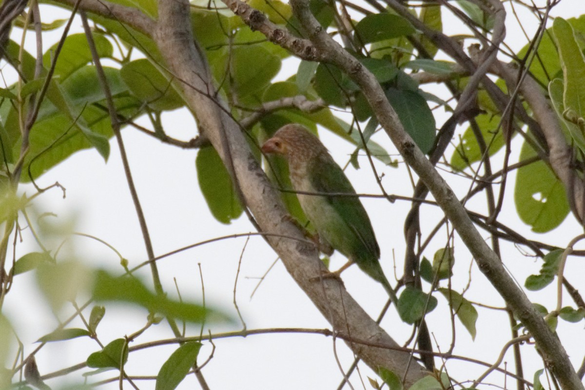 Brown-headed Barbet - ML620779878