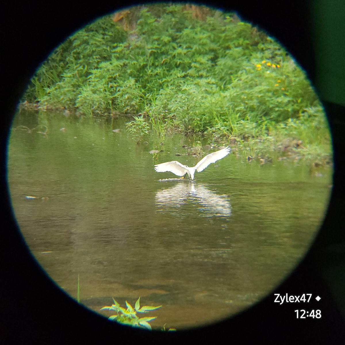 Little Egret - ML620779879