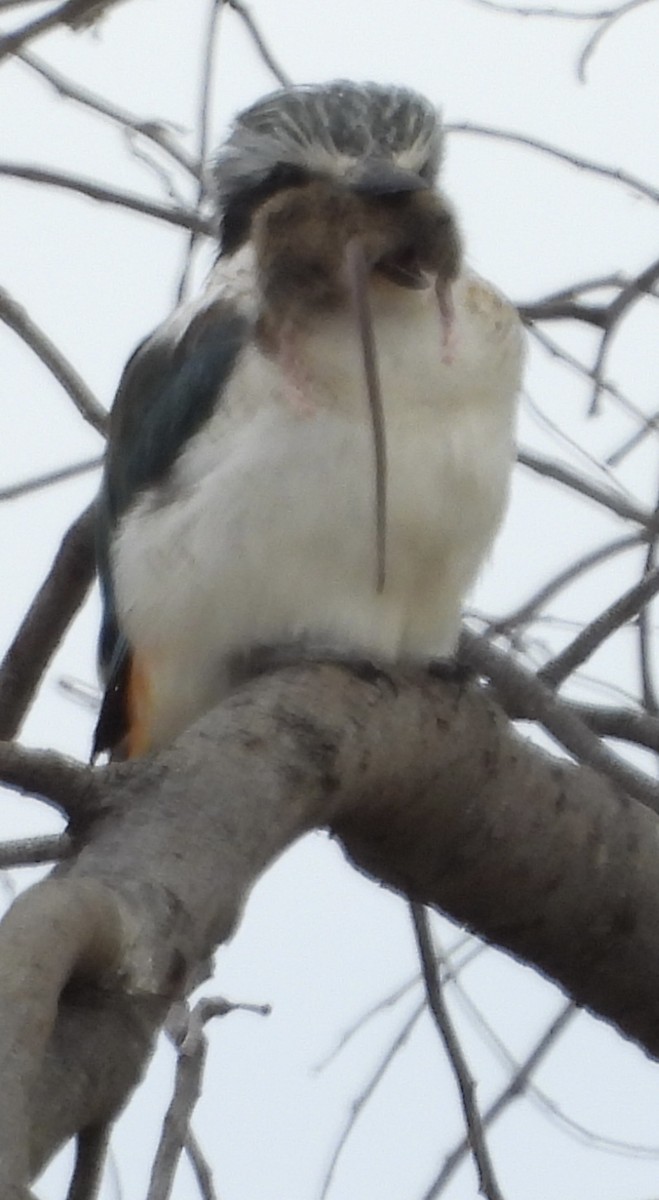 Red-backed Kingfisher - ML620779882