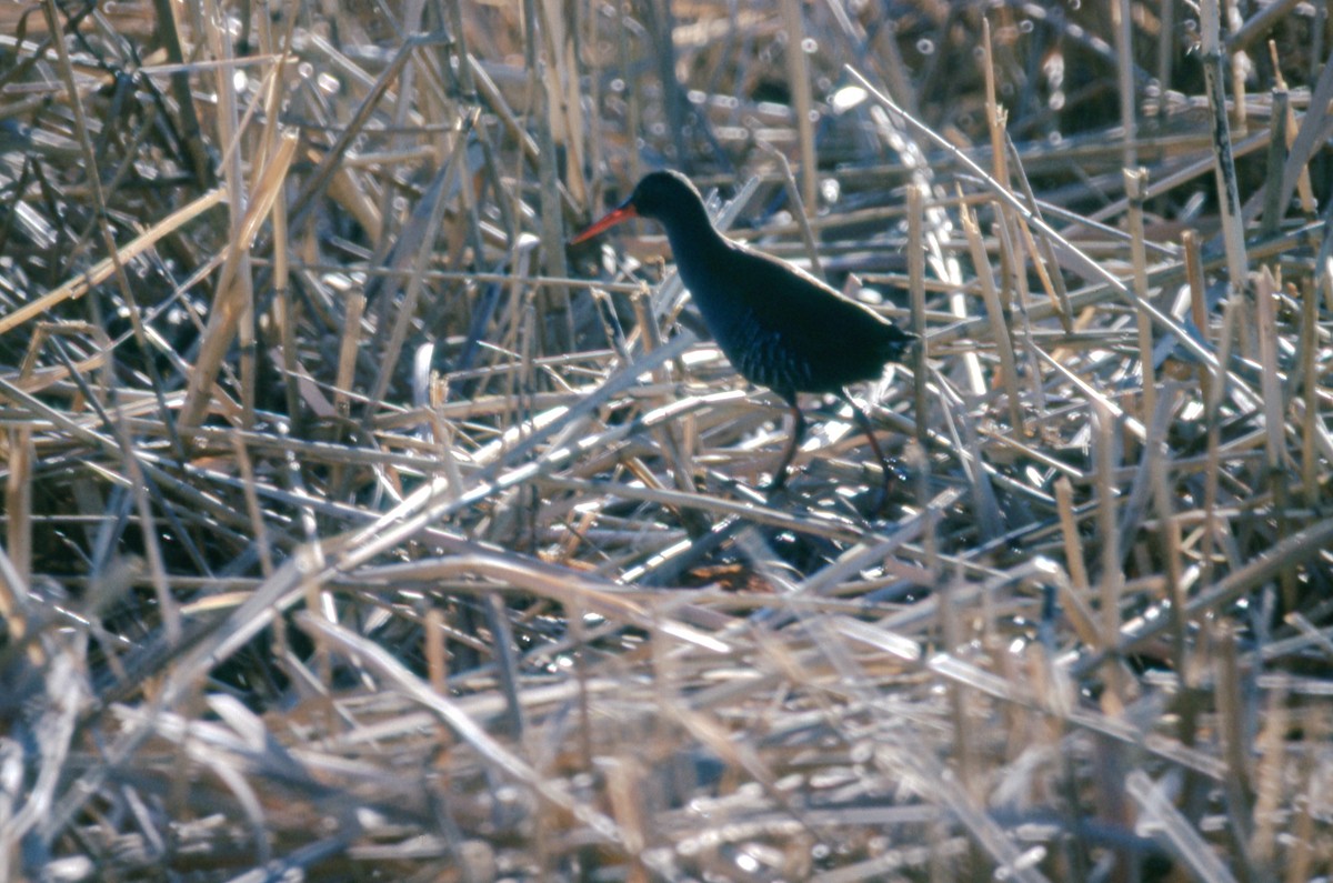 African Rail - ML620779885