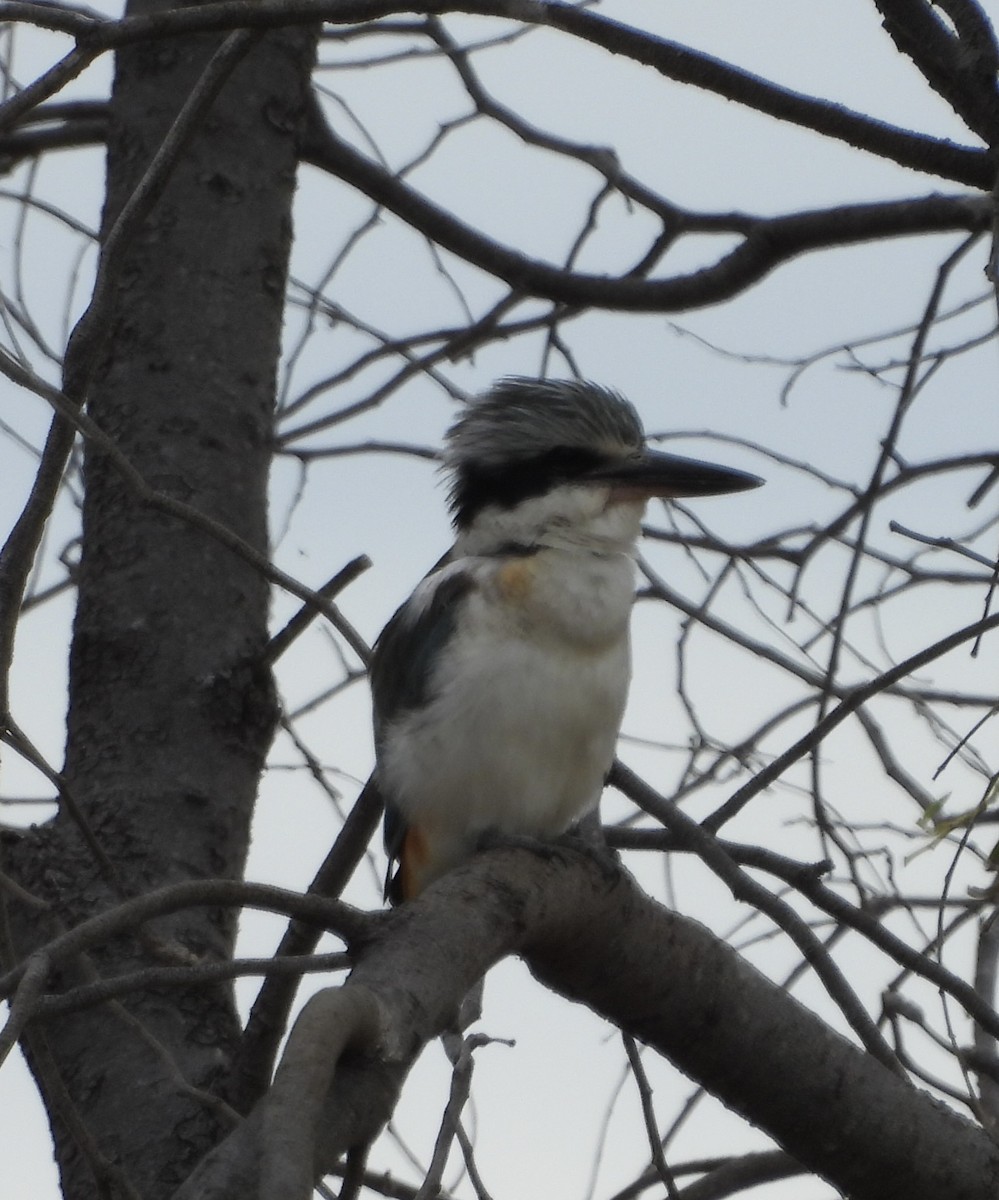 Red-backed Kingfisher - ML620779888