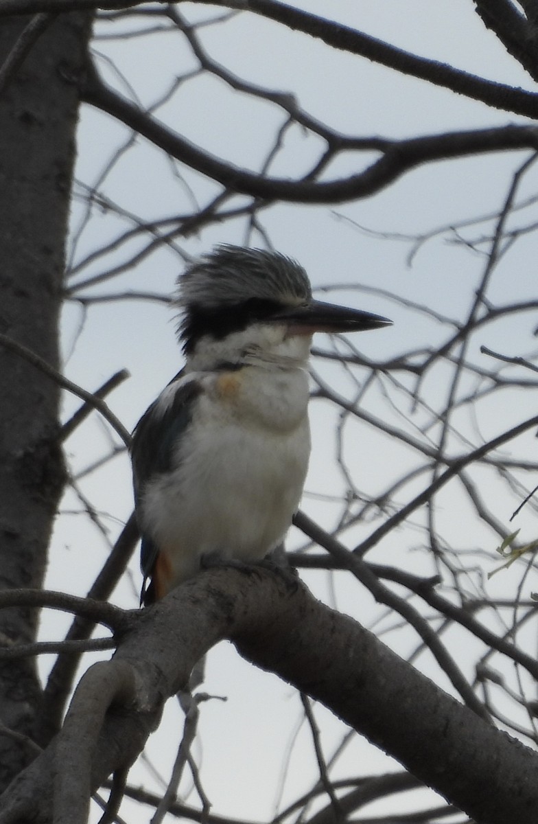 Red-backed Kingfisher - ML620779891