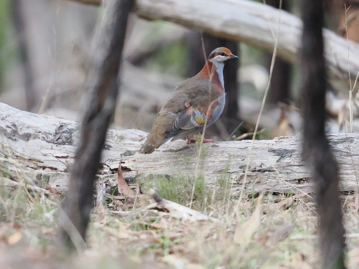 Brush Bronzewing - ML620779896