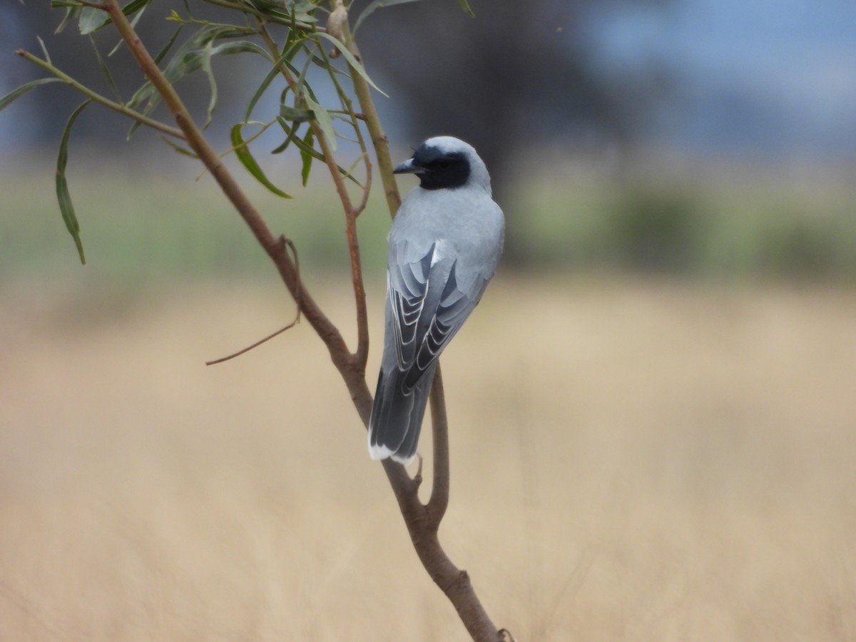 Black-faced Cuckooshrike - ML620779897