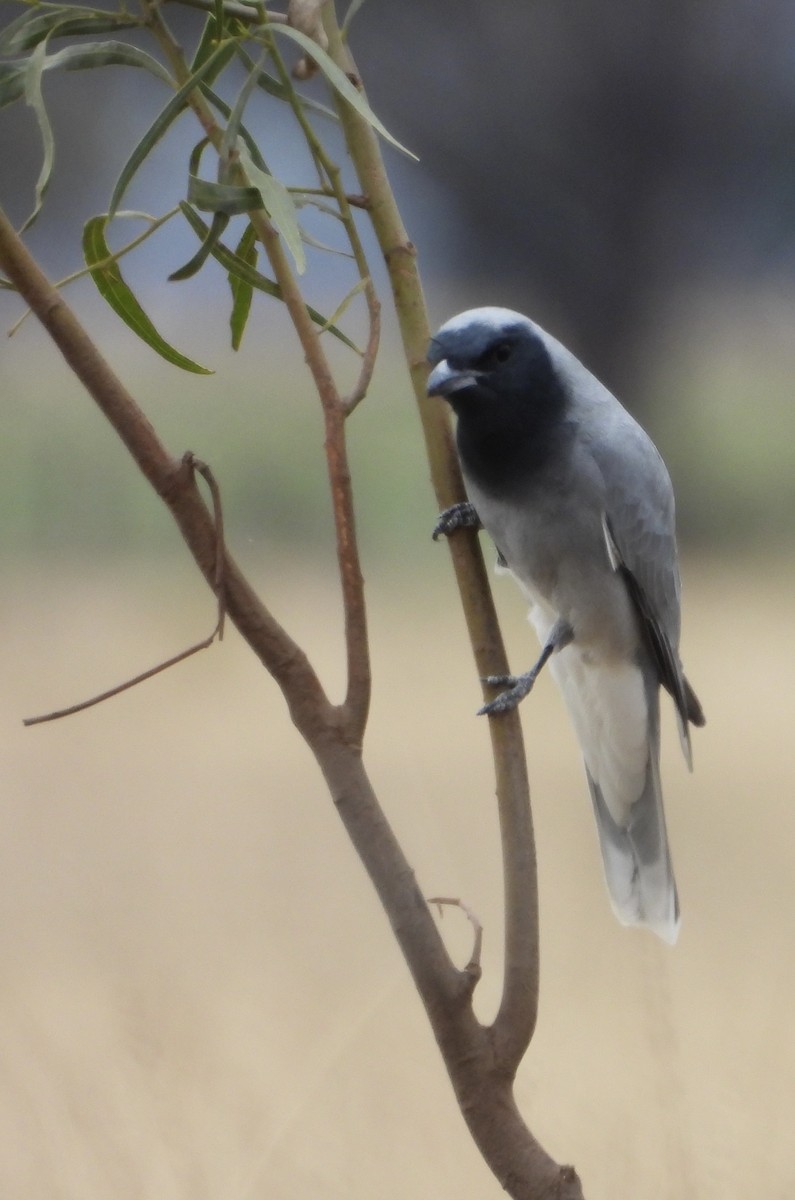 Black-faced Cuckooshrike - ML620779900