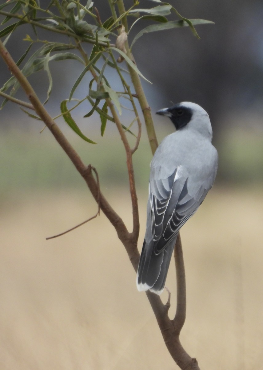 Black-faced Cuckooshrike - ML620779901