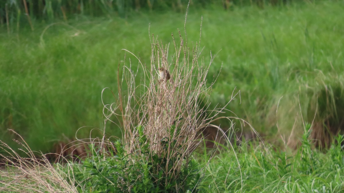 Nelson's Sparrow - ML620779903