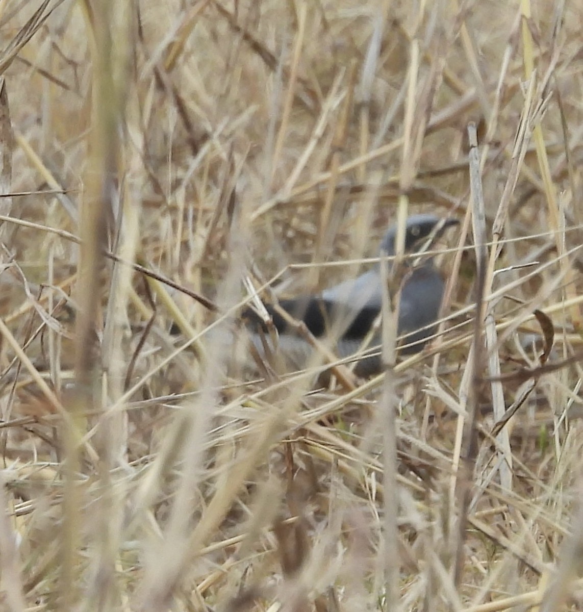 Ground Cuckooshrike - Maylene McLeod