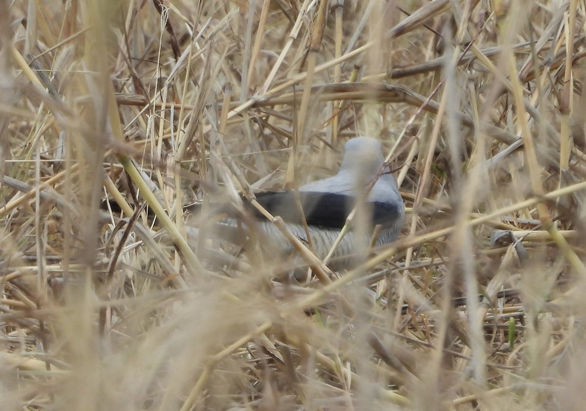 Ground Cuckooshrike - ML620779911