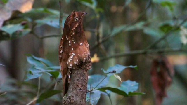 Rufous Potoo - ML620779912