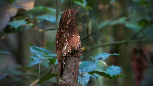 Rufous Potoo - ML620779913