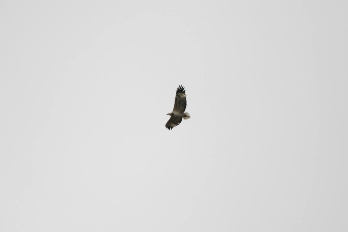 White-bellied Sea-Eagle - ML620779915