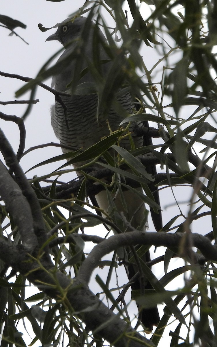 Ground Cuckooshrike - ML620779918